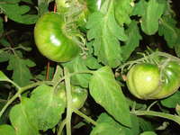 Download_10.02.28_tomatoes_2_001