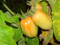 Download_10.02.28_tomatoes_2_012